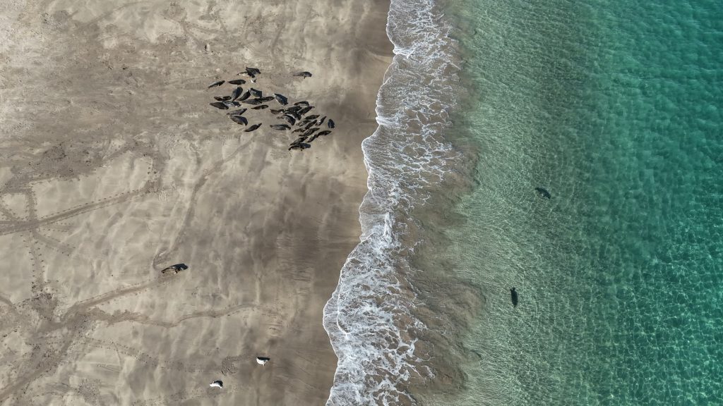 Aerial view looking straight down on a colony of grey seals hauled out on white sand, with turquoise water breaking alongside