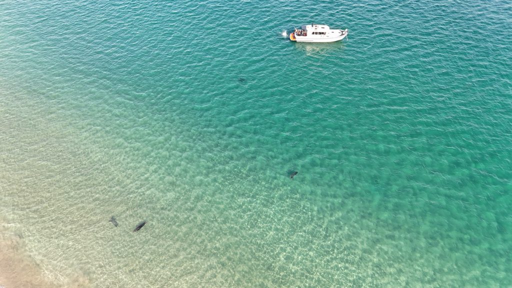 Puifín anchored in clear turquoise water with seals swimming in the shallows beneath her